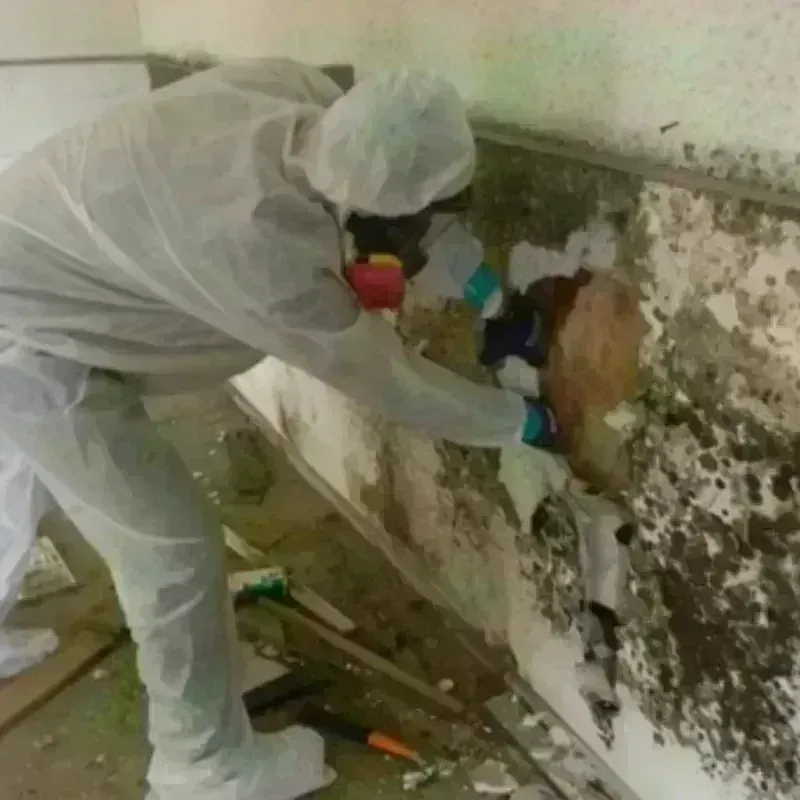 Mold Remediation and Removal in Choctaw County, OK